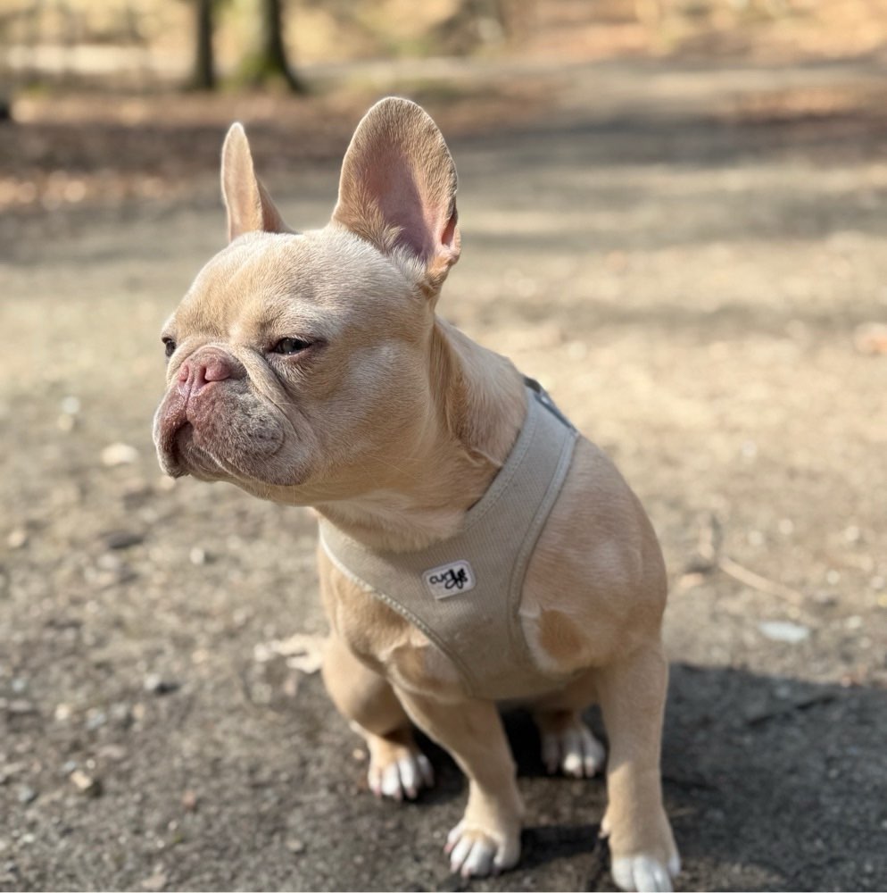 Hundetreffen-Bullies oder mittelgroße Hunde zum Spielen gesucht 🐕-Profilbild