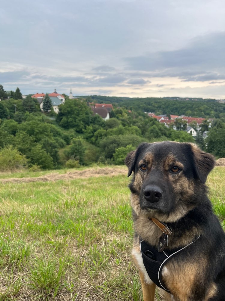 Hundetreffen-Sozialkontakt/ Spielen nachrangig-Profilbild