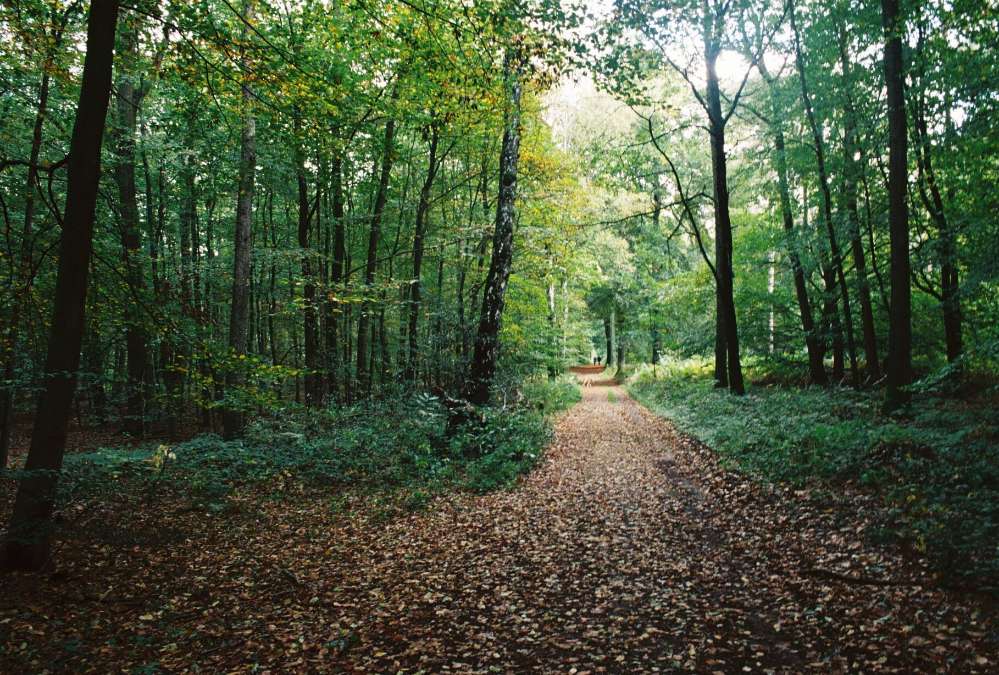 Hundetreffen-Waldrunde in der Umgebung von Sonsbeck-Profilbild