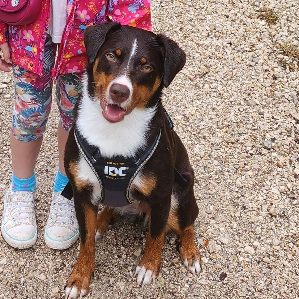 Hundetreffen-Spielfreund gesucht-Profilbild