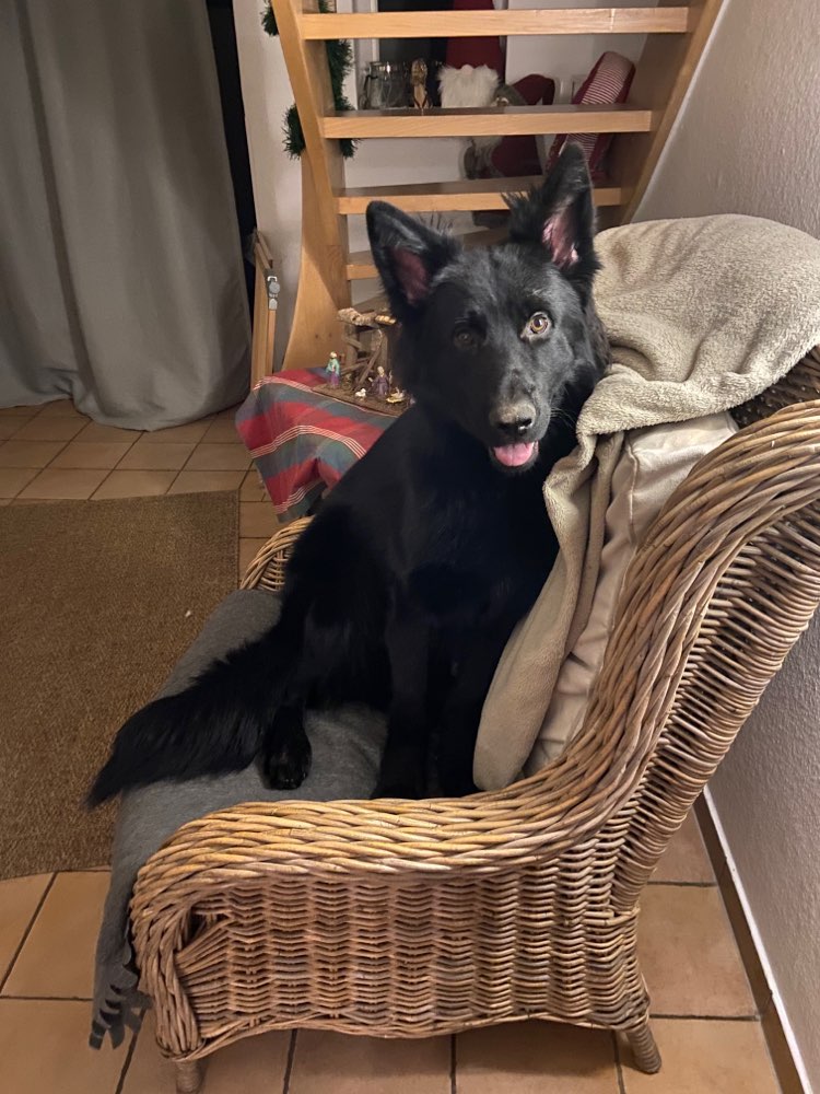 Hundetreffen-Partner zum Auspowern gesucht-Profilbild