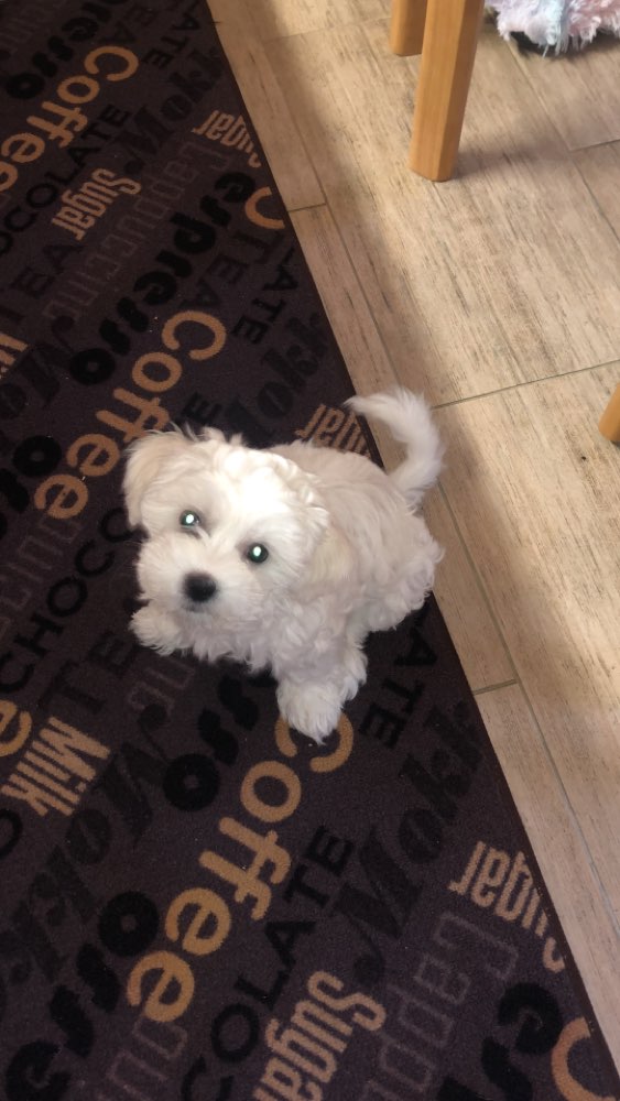 Hundetreffen-Welpen Treffen-Profilbild