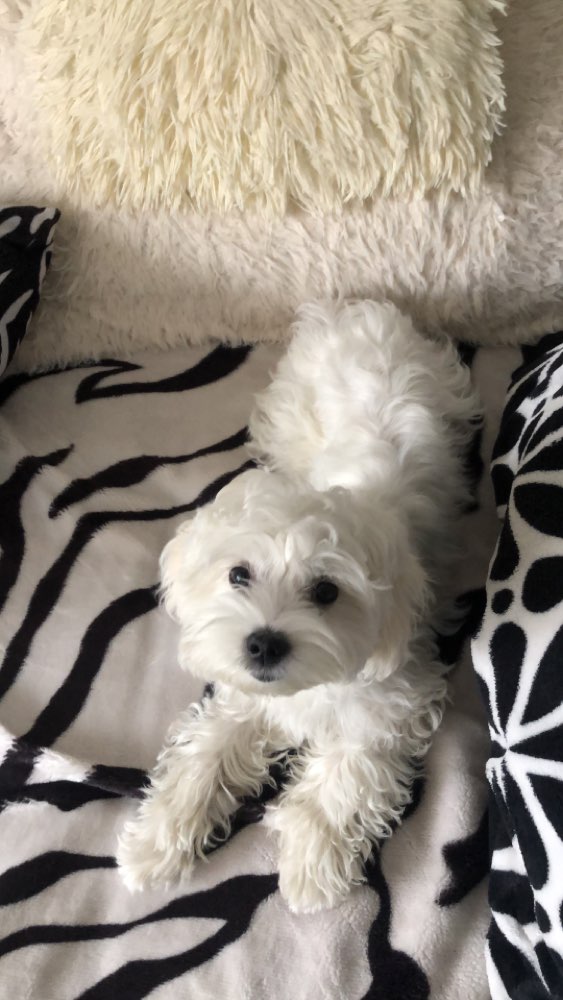 Hundetreffen-Welpen Treffen in München Neu-Perlach-Profilbild