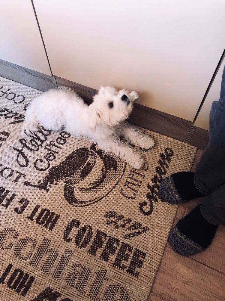 Hundetreffen-Welpen Treffen-Profilbild