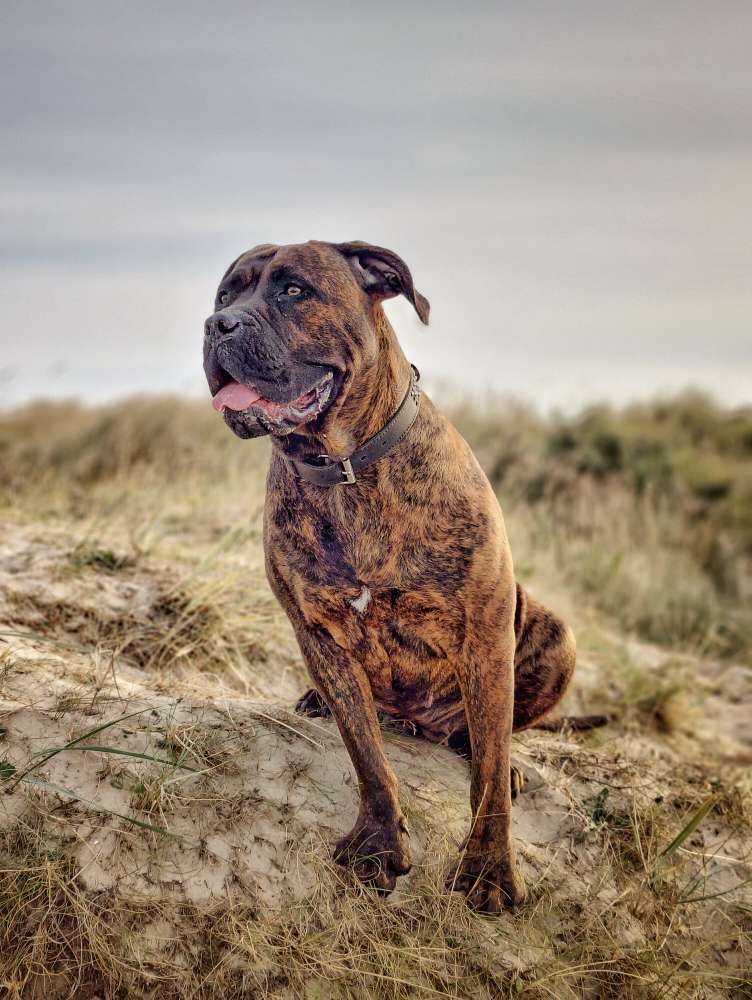 Hundetreffen-Treffen zum Spielen, Gassi gehen, kennenlernen 👍-Profilbild