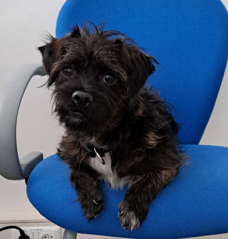 Hundetreffen-Gassirunde in Deisenhofen-Profilbild
