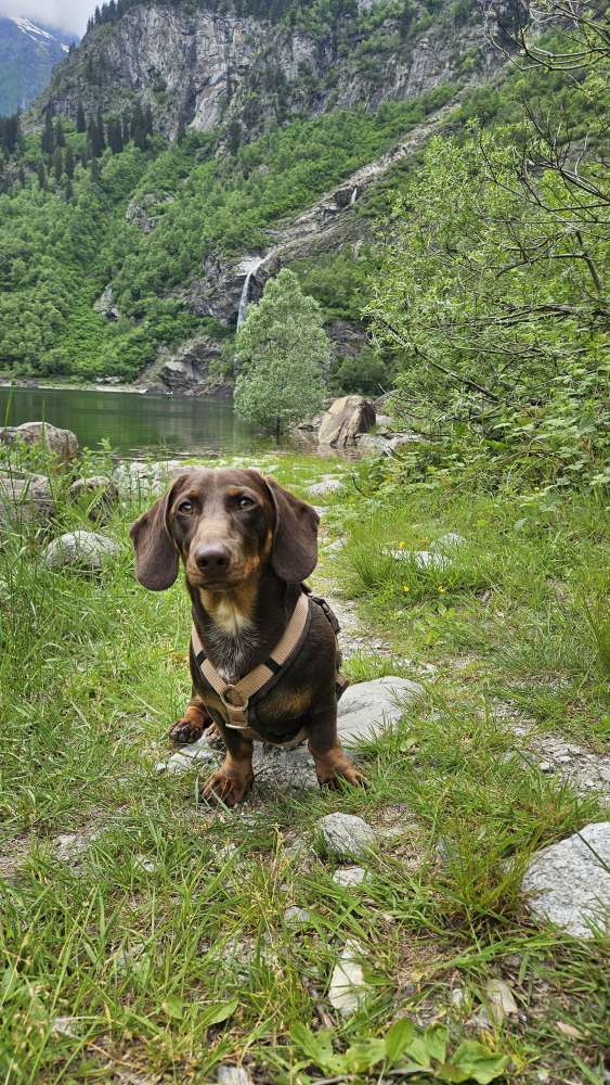 Hundetreffen-Spielfreund für schüchternen Dackel gesucht-Profilbild