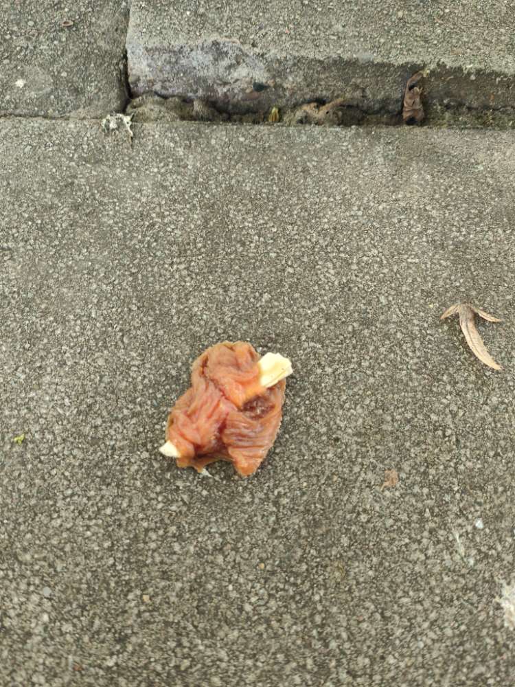 Giftköder-Evtl. Giftköder Bremen Huchting-Profilbild