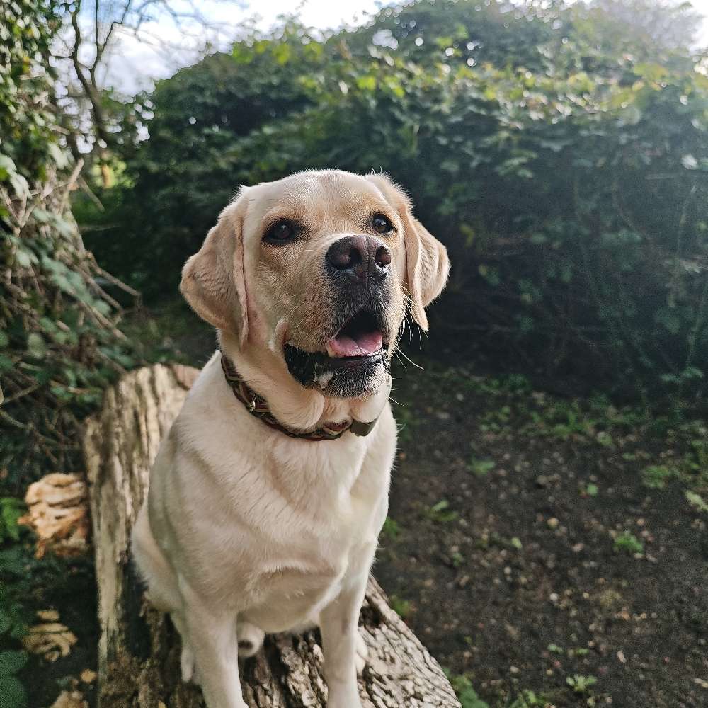 Hundetreffen-Gassiteam gesucht <3-Profilbild
