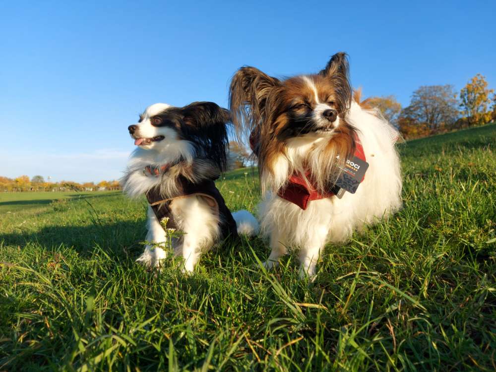 Hundetreffen-Hundespaziergang in Stuttgart-Profilbild