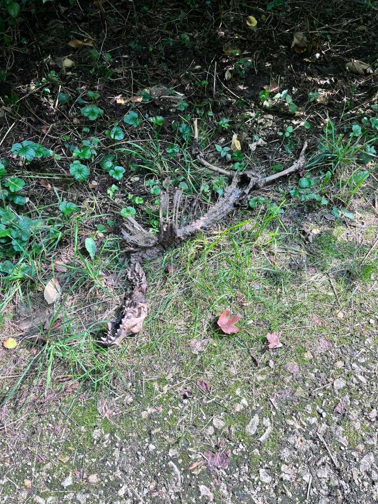 Giftköder-Skelett eines Hundes-Profilbild