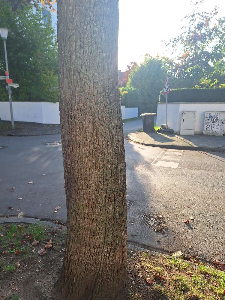 Giftköder-Blaue Kugeln-Profilbild