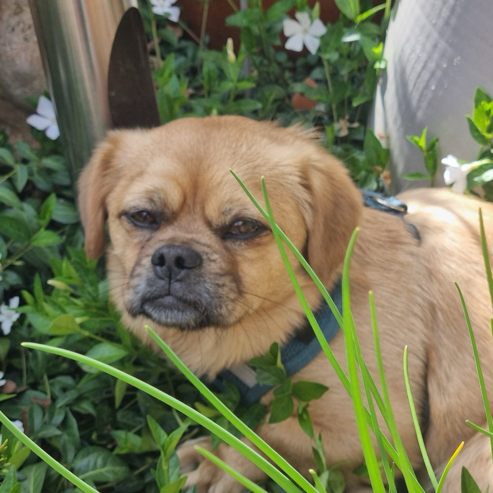 Hundetreffen-Spielrunde-Profilbild