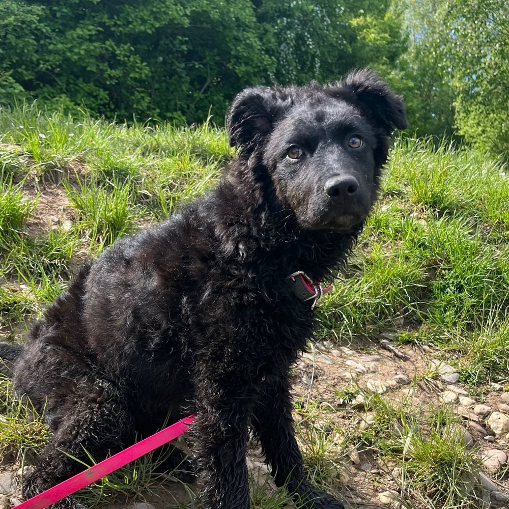 Hundetreffen-Gassi gehen und spielen :))-Profilbild