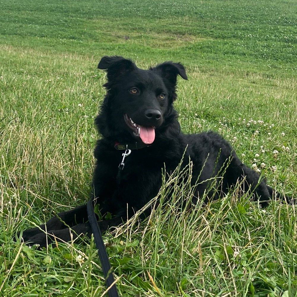 Hundetreffen-Gassi gehen und spielen :))-Profilbild