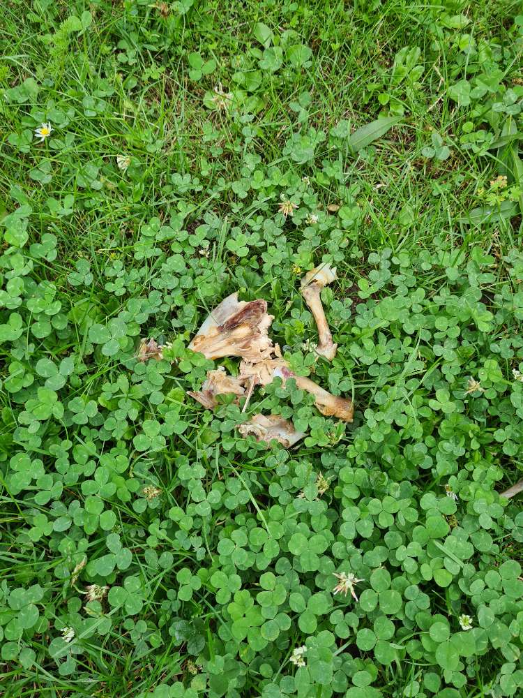 Giftköder-Hühnerknochen an der Fähre in Nierstein-Profilbild