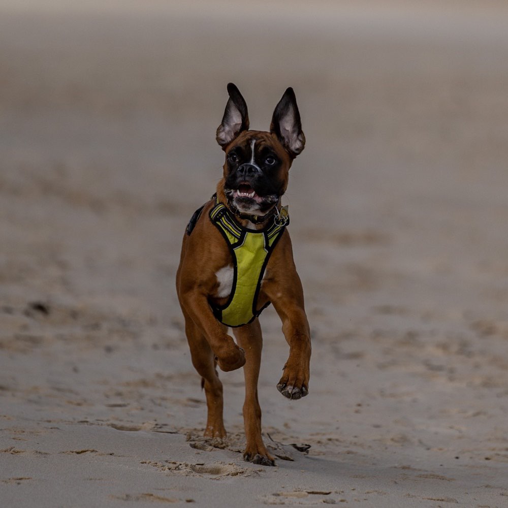 Hundetreffen-Archie sucht Spielkameraden 🐾-Profilbild