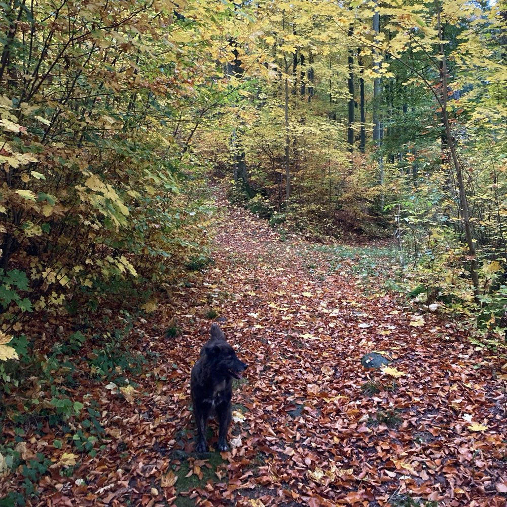 Hundetreffen-Gemeinsame Gassirunde-Profilbild