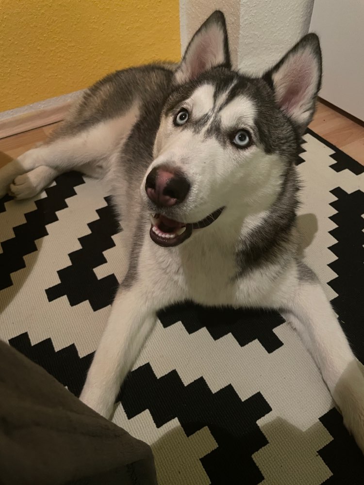 Hundetreffen-Training: Hundebegegnung-Profilbild