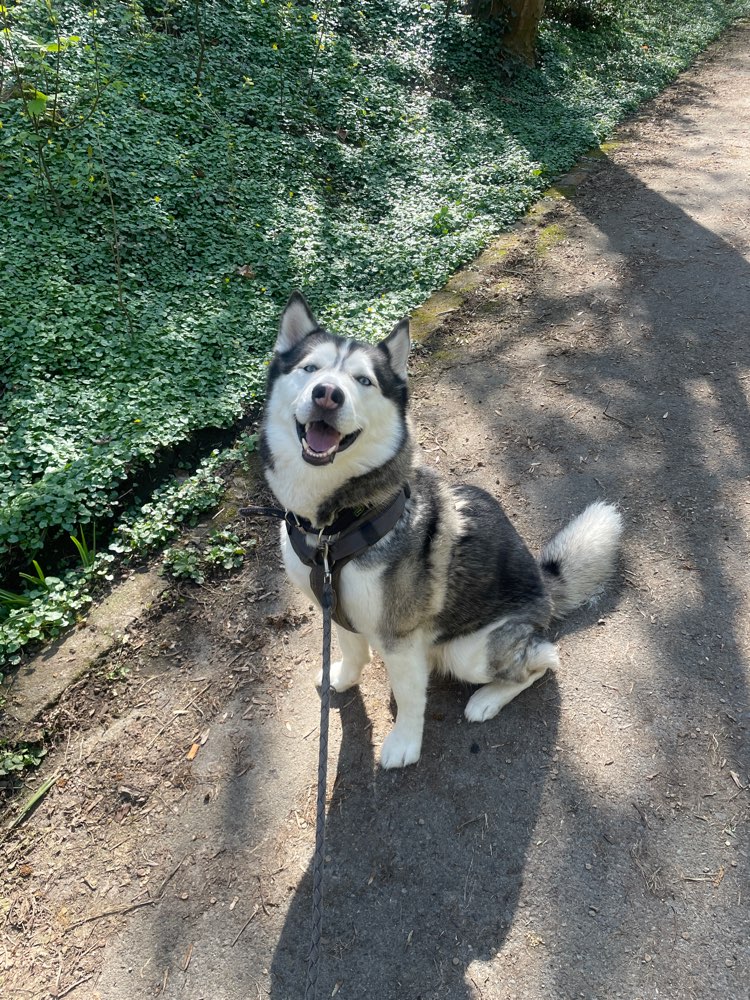 Hundetreffen-(Trainings-) Spaziergänge-Profilbild