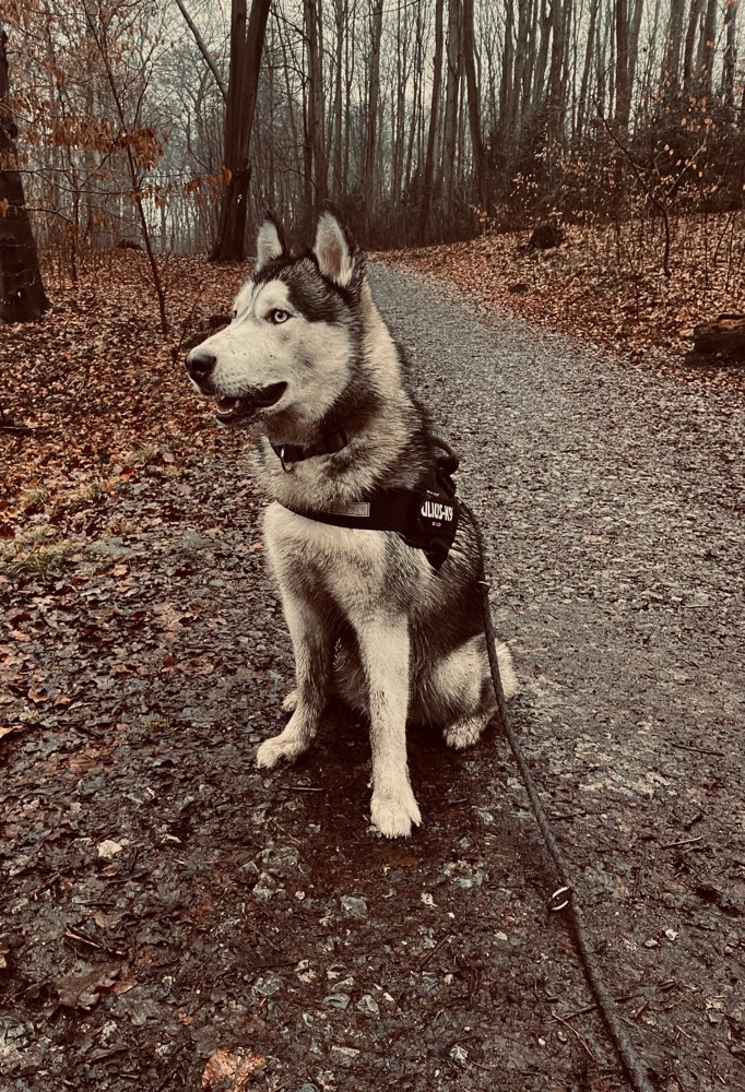 Hundetreffen-Spiel- und Trainingsbuddy gesucht-Profilbild