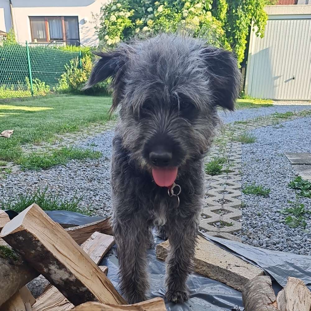 Hundetreffen-Gassitreffen nach Absprache-Profilbild