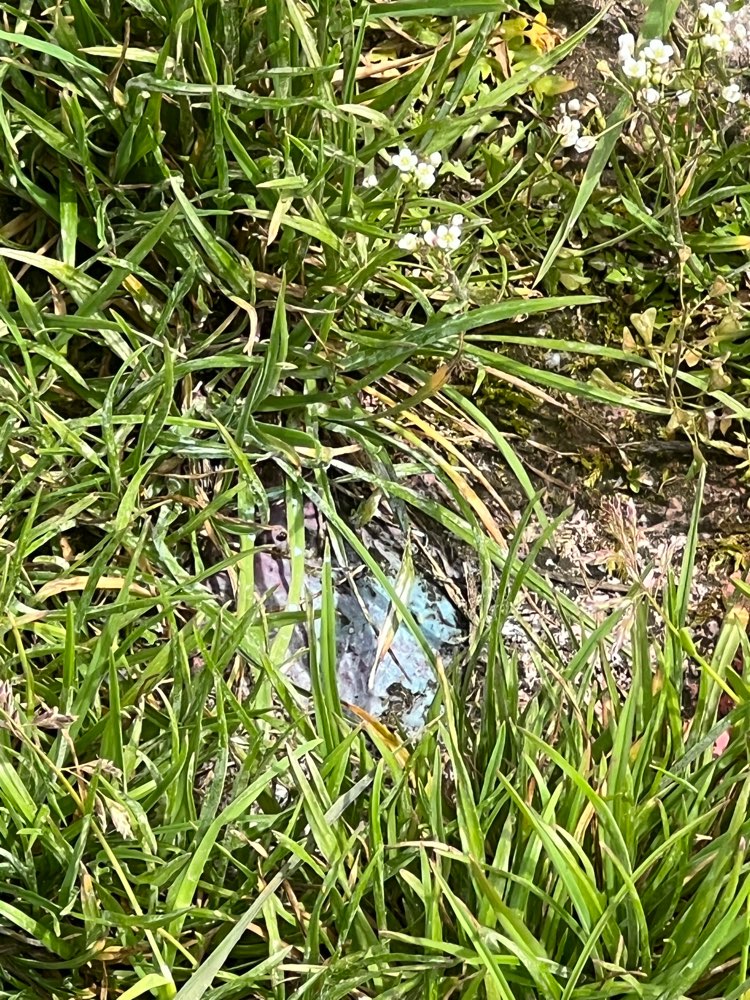 Giftköder-Giftköder-Profilbild