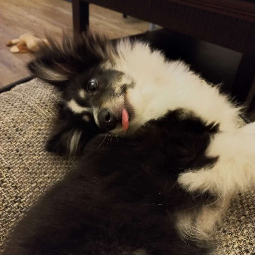 Hundetreffen-Suche Spielkameraden für meinen Junghund-Profilbild