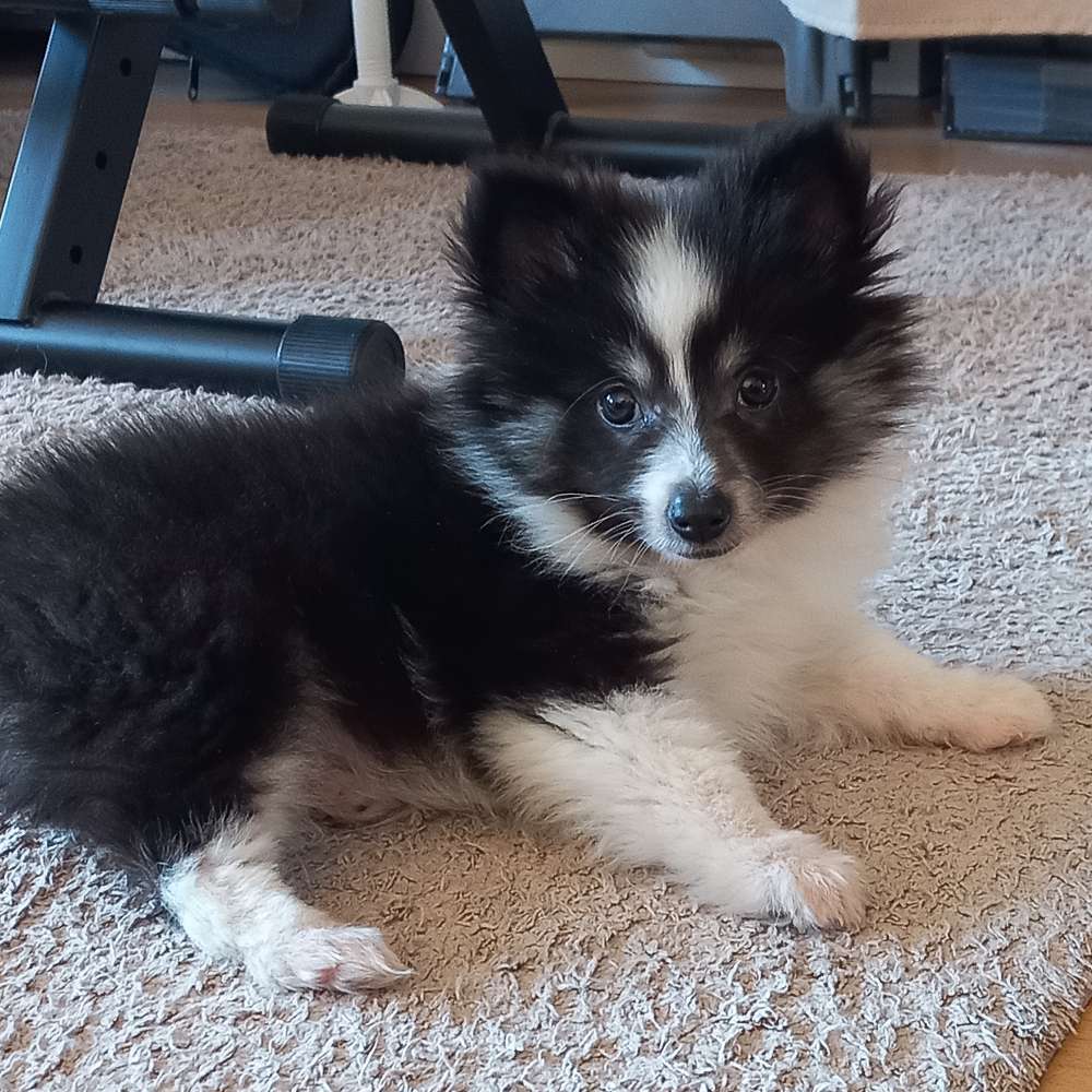 Hundetreffen-Suche Spielkameraden für meinen Junghund-Profilbild