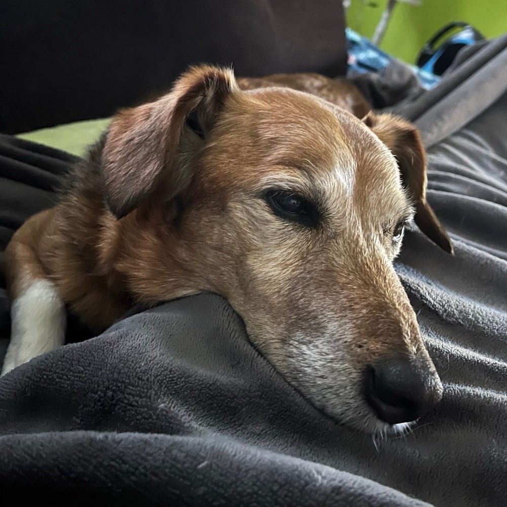 Hundetreffen-Gassirunde-Profilbild