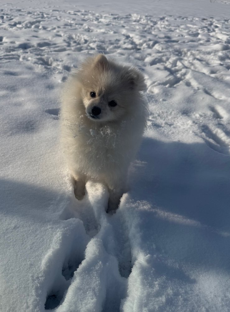 Hundetreffen-Spielpartner gesucht ✨-Profilbild