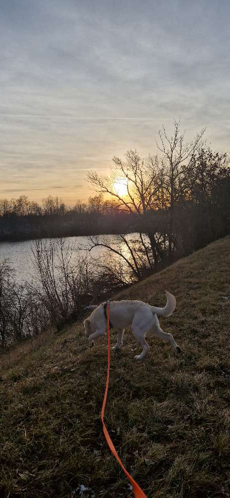 Hundetreffen-Social walk-Profilbild