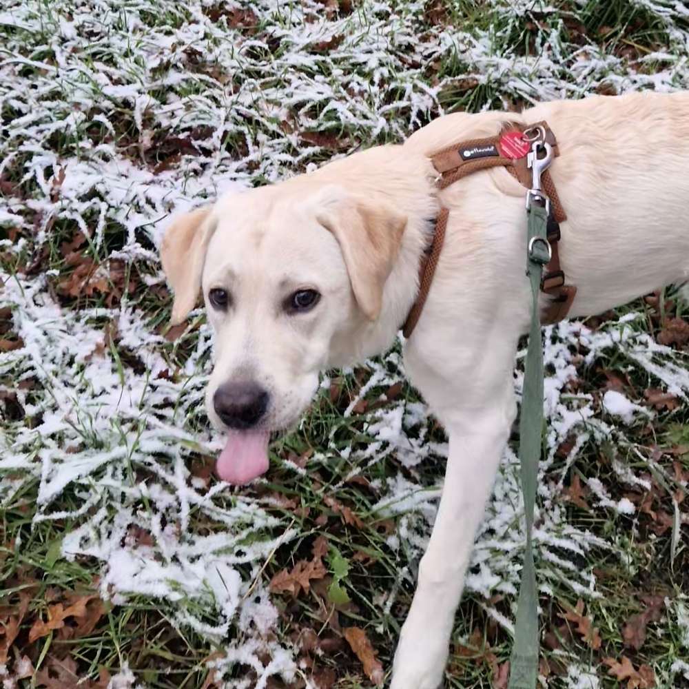 Hundetreffen-Social walk-Profilbild