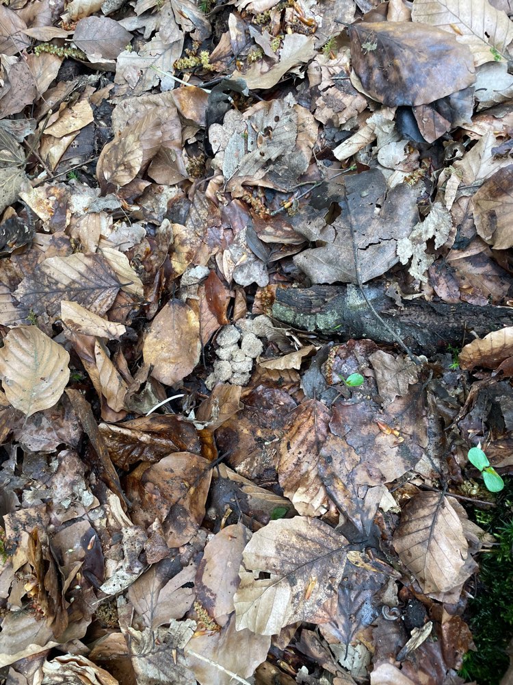 Giftköder-Verstecktes Futter-Profilbild