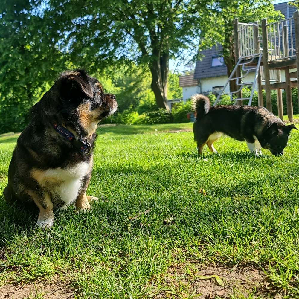 Hundetreffen-Kleine hunde Damen suchen Spielgefährten!!🌷🐾🍀🫶🌞-Profilbild