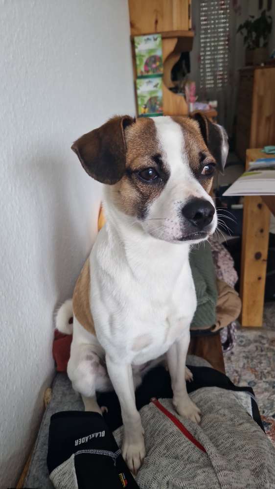 Hundetreffen-Zum Spazierengehen-Profilbild