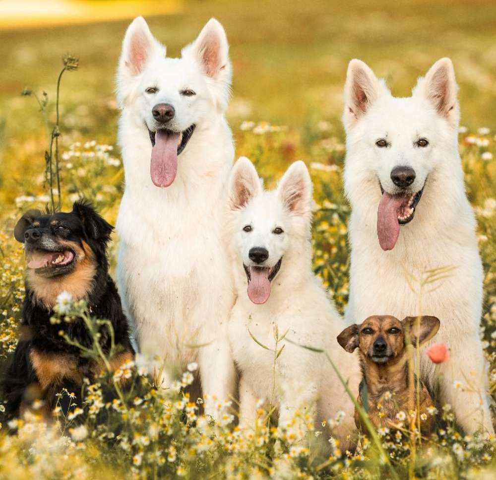 Hundetreffen-Treffen, wandern ,Spaß haben und trainieren-Profilbild