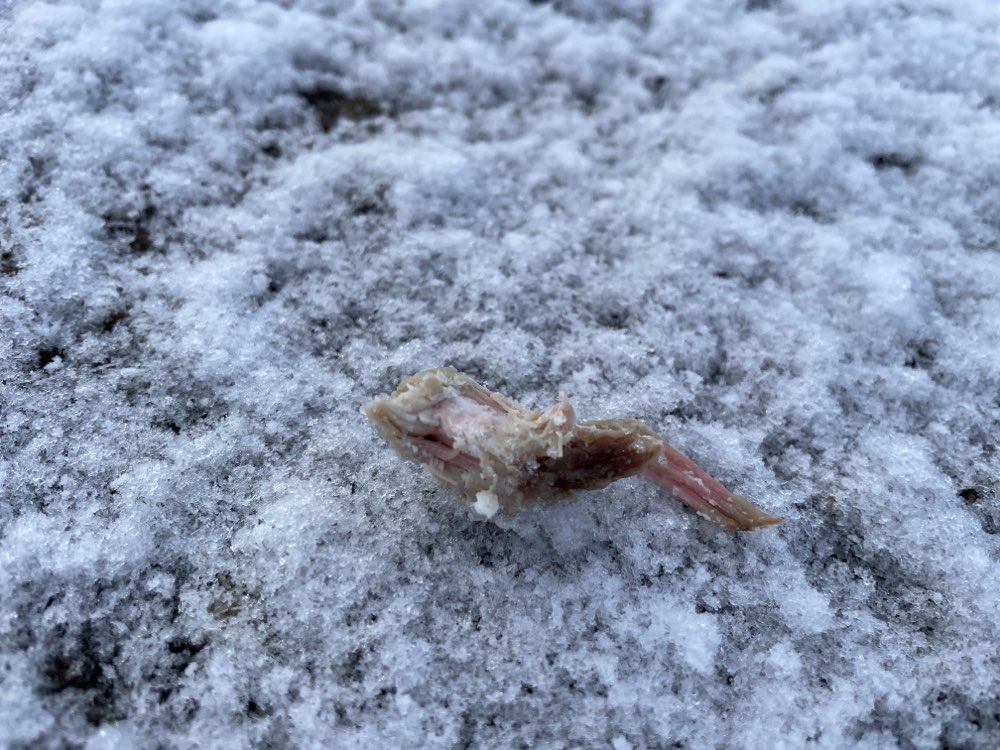 Giftköder-Fleischstücke an Straßenrand-Profilbild