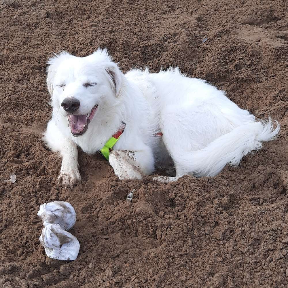 Hundetreffen-Spiel- und ggf. Wanderfreund gesucht-Profilbild