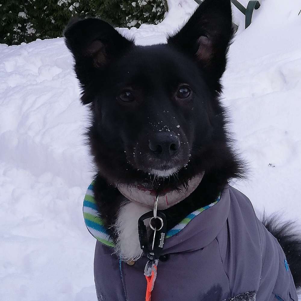 Hundetreffen-Hundeshooting-Profilbild