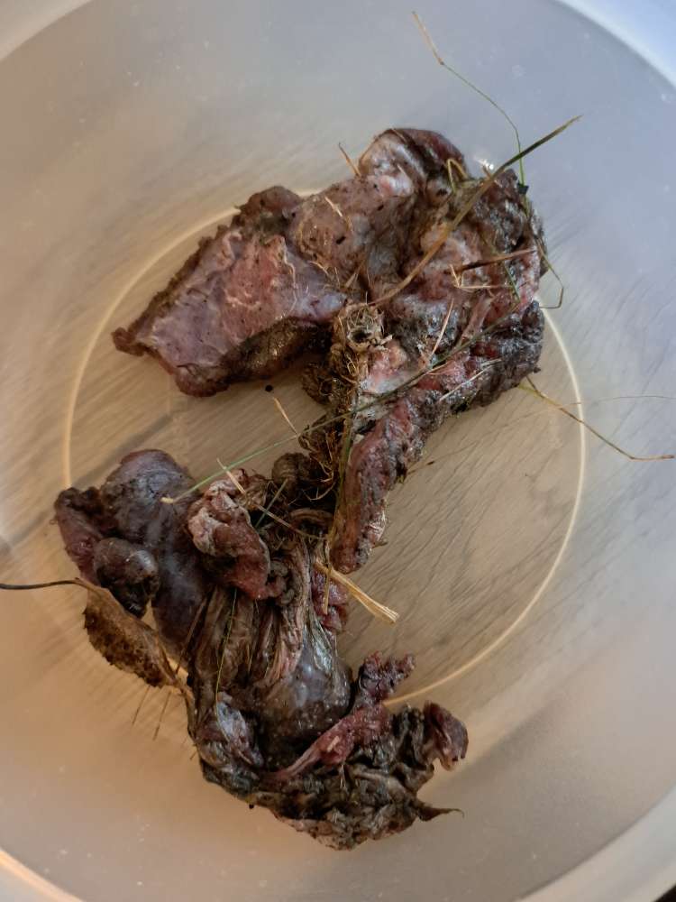 Giftköder-Giftköder-Profilbild