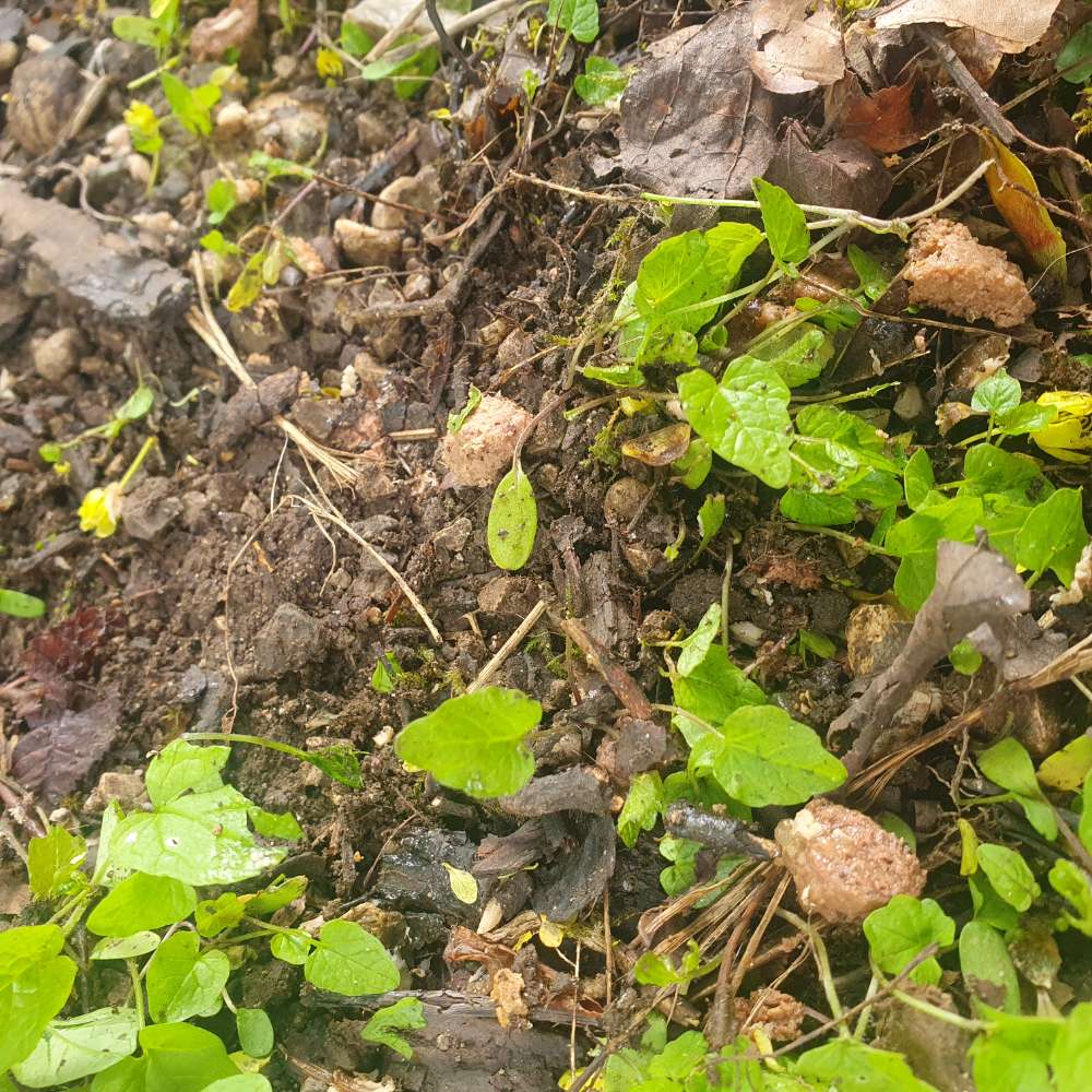 Giftköder-Nassfutter und Wurststückchen ausgelegt-Profilbild