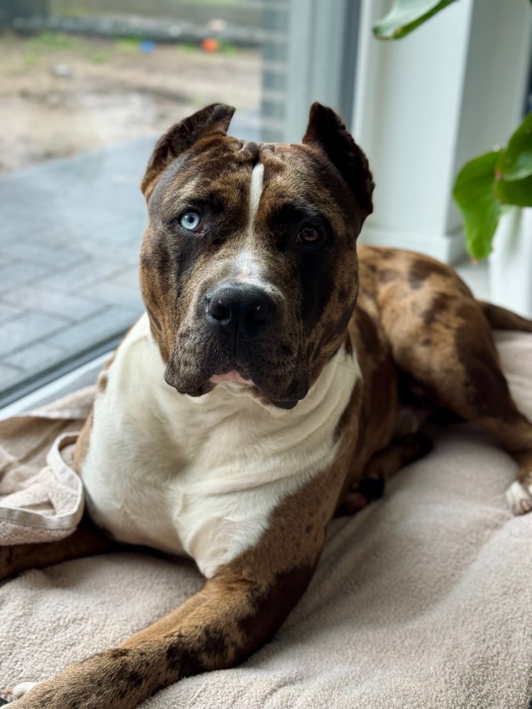 Hundetreffen-Gemeinsame Gassirunde-Profilbild