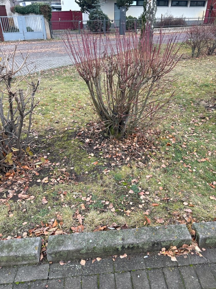 Giftköder-Giftköder-Profilbild