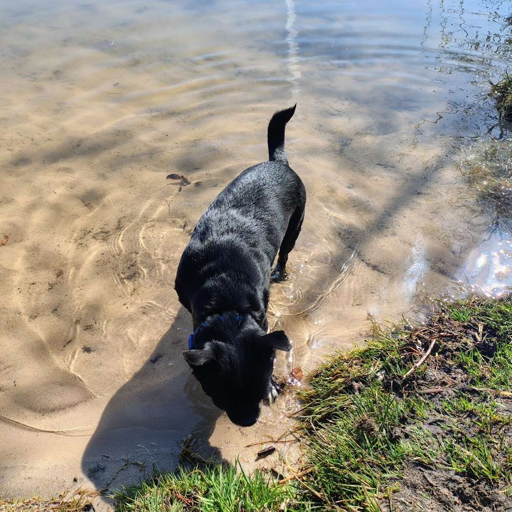 Hundetreffen-Für große und kleine Hunde 🔆🐾-Profilbild