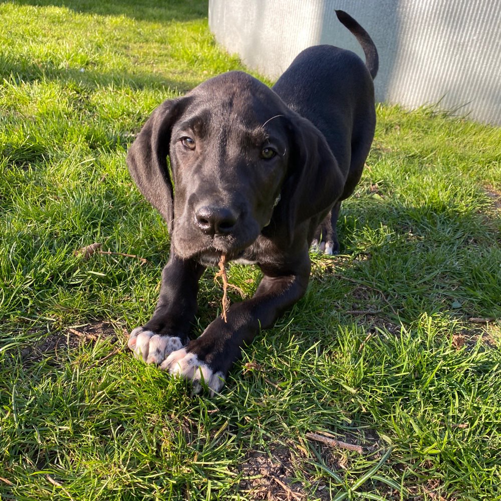 Hundetreffen-Welpen Spielkameraden gesucht-Profilbild