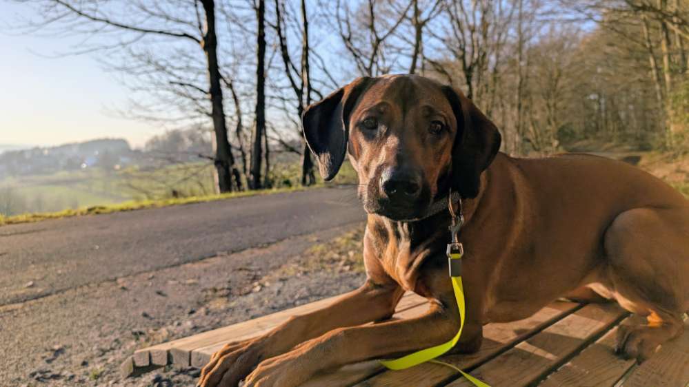 Hundetreffen-Spiel-, Training- und Gassirunden in Eitorf 🐕🐾-Profilbild