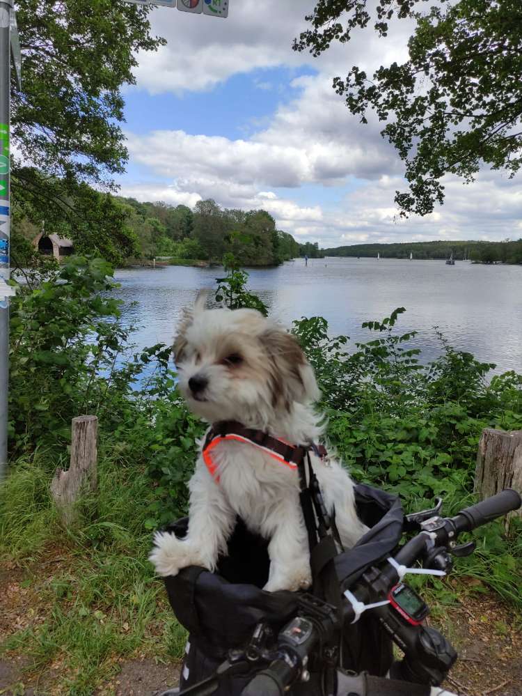 Hundetreffen-Kumpel für Erwin in Mitte gesucht-Profilbild