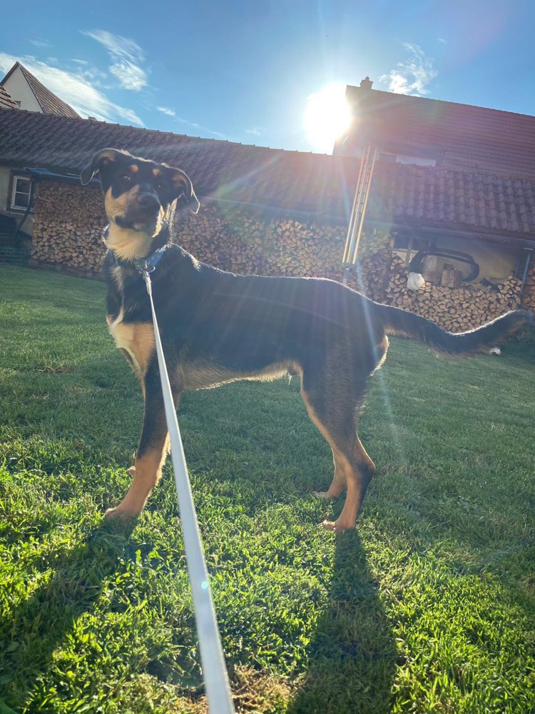 Hundetreffen-Welpen / Hundetreff-Profilbild