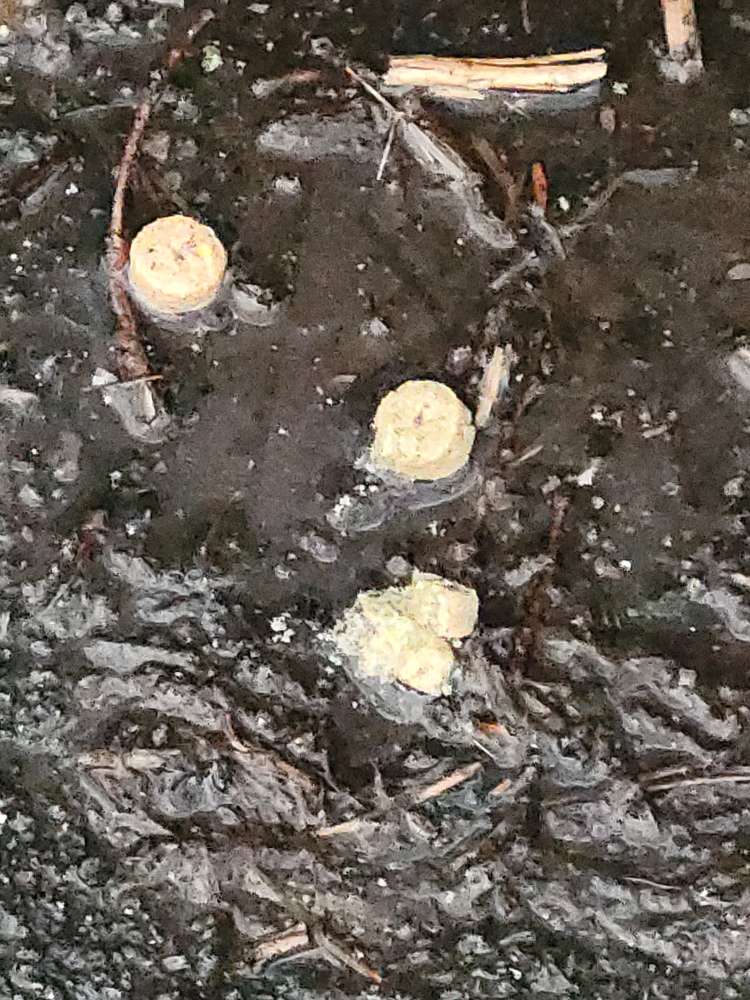 Giftköder-Trockenfutter auf dem Weg-Profilbild